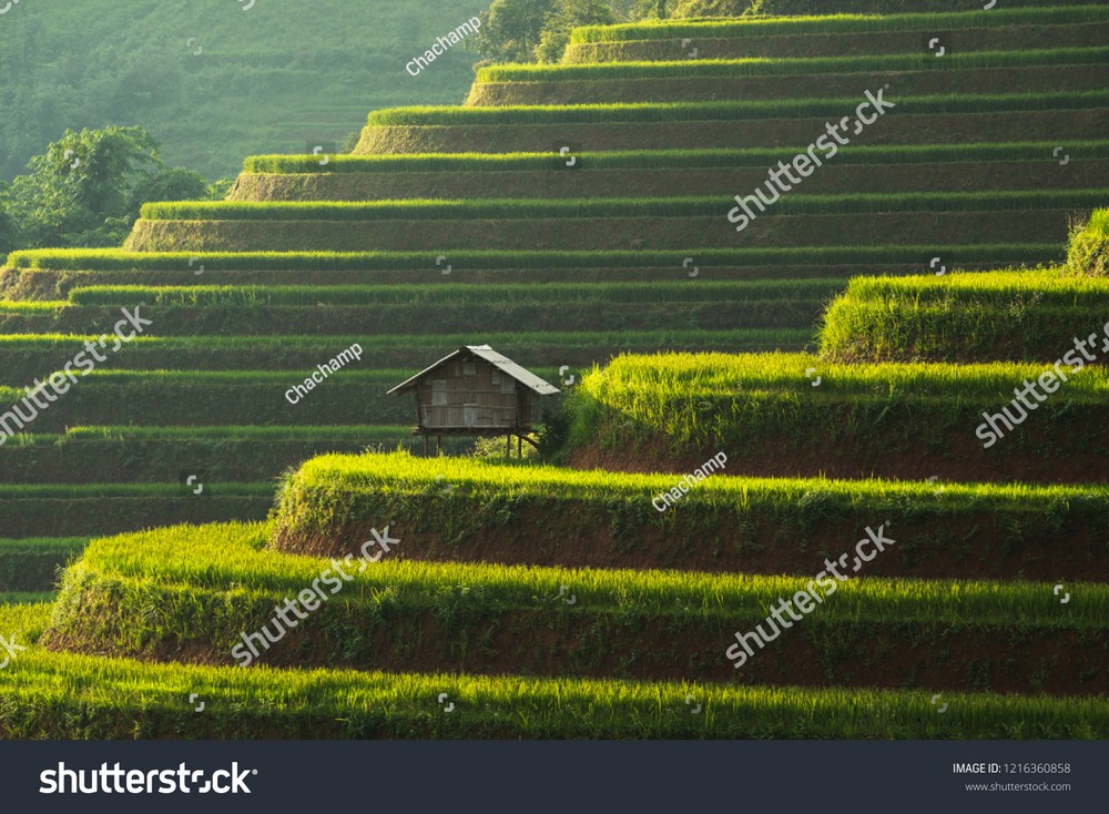 Ruộng bậc thang Tây Bắc MRBT-014